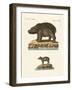 Animals from Hot Countries-null-Framed Giclee Print