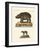 Animals from Hot Countries-null-Framed Giclee Print