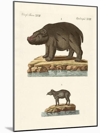 Animals from Hot Countries-null-Mounted Giclee Print