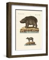 Animals from Hot Countries-null-Framed Premium Giclee Print