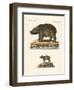 Animals from Hot Countries-null-Framed Premium Giclee Print