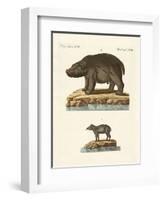 Animals from Hot Countries-null-Framed Premium Giclee Print