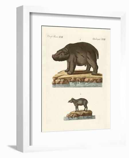 Animals from Hot Countries-null-Framed Premium Giclee Print