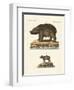 Animals from Hot Countries-null-Framed Premium Giclee Print