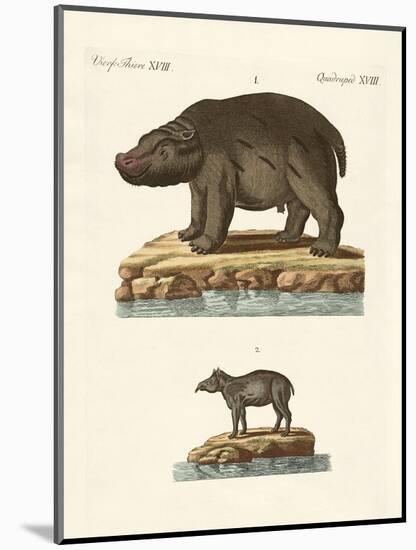 Animals from Hot Countries-null-Mounted Premium Giclee Print