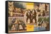 Animals from Zoo, San Antonio, Texas-null-Framed Stretched Canvas