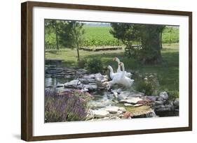 Animals Geese-Jeff Rasche-Framed Photographic Print