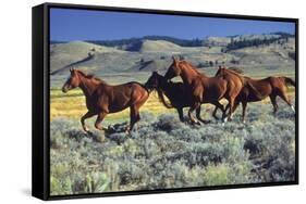 Animals - Horses Running on the Planes-Trends International-Framed Stretched Canvas