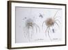 Animals (insects), Bernard the Lazy Spider, 1986 (ink on paper)-Ralph Steadman-Framed Giclee Print