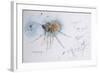 Animals (insects), Bernard the Lazy Spider, 1986 (ink on paper)-Ralph Steadman-Framed Giclee Print