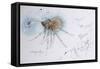 Animals (insects), Bernard the Lazy Spider, 1986 (ink on paper)-Ralph Steadman-Framed Stretched Canvas