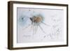 Animals (insects), Bernard the Lazy Spider, 1986 (ink on paper)-Ralph Steadman-Framed Giclee Print