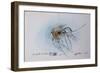 Animals (insects), Bernard the Lazy Spider, 1986 (ink on paper)-Ralph Steadman-Framed Giclee Print