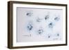 Animals (insects)-Ralph Steadman-Framed Giclee Print