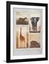 Animals of Africa-Emmanuelle Teyras-Framed Art Print