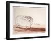 ANIMALS (SHEEP) REDO (drawing)-Ralph Steadman-Framed Giclee Print