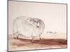 ANIMALS (SHEEP) REDO (drawing)-Ralph Steadman-Mounted Giclee Print