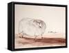 ANIMALS (SHEEP) REDO (drawing)-Ralph Steadman-Framed Stretched Canvas