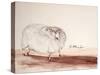 ANIMALS (SHEEP) REDO (drawing)-Ralph Steadman-Stretched Canvas