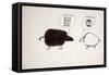 ANIMALS (SHEEP) REDO (drawing)-Ralph Steadman-Framed Stretched Canvas