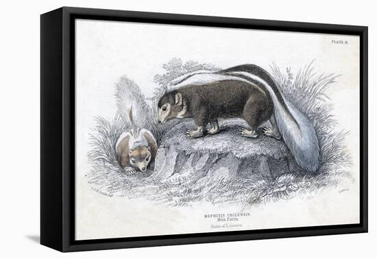 Animals, Skunk 19C-Col H Smith-Framed Stretched Canvas