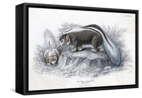 Animals, Skunk 19C-Col H Smith-Framed Stretched Canvas