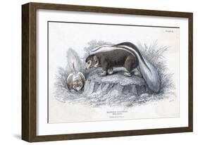 Animals, Skunk 19C-Col H Smith-Framed Art Print
