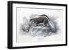 Animals, Skunk 19C-Col H Smith-Framed Art Print