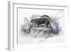 Animals, Skunk 19C-Col H Smith-Framed Art Print