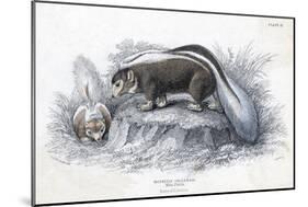 Animals, Skunk 19C-Col H Smith-Mounted Art Print