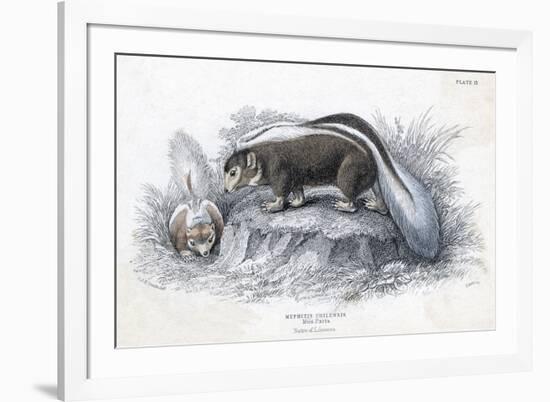 Animals, Skunk 19C-Col H Smith-Framed Premium Giclee Print