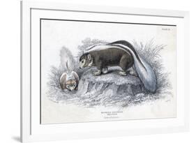 Animals, Skunk 19C-Col H Smith-Framed Premium Giclee Print