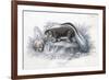 Animals, Skunk 19C-Col H Smith-Framed Premium Giclee Print