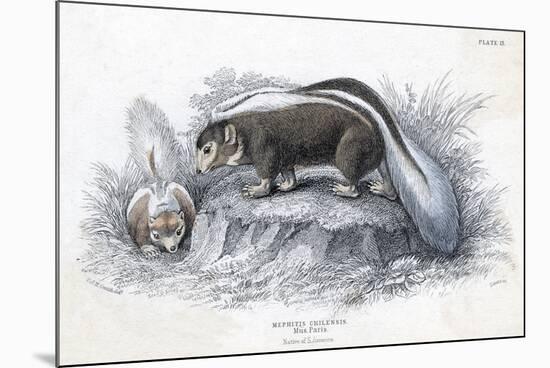 Animals, Skunk 19C-Col H Smith-Mounted Premium Giclee Print