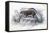 Animals, Skunk 19C-Col H Smith-Framed Stretched Canvas