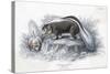 Animals, Skunk 19C-Col H Smith-Stretched Canvas