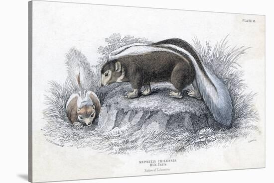 Animals, Skunk 19C-Col H Smith-Stretched Canvas