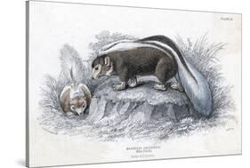 Animals, Skunk 19C-Col H Smith-Stretched Canvas