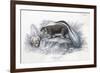 Animals, Skunk 19C-Col H Smith-Framed Art Print