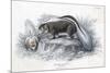 Animals, Skunk 19C-Col H Smith-Mounted Art Print
