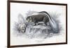 Animals, Skunk 19C-Col H Smith-Framed Art Print