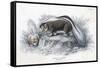 Animals, Skunk 19C-Col H Smith-Framed Stretched Canvas