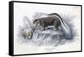 Animals, Skunk 19C-Col H Smith-Framed Stretched Canvas