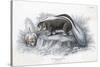 Animals, Skunk 19C-Col H Smith-Stretched Canvas