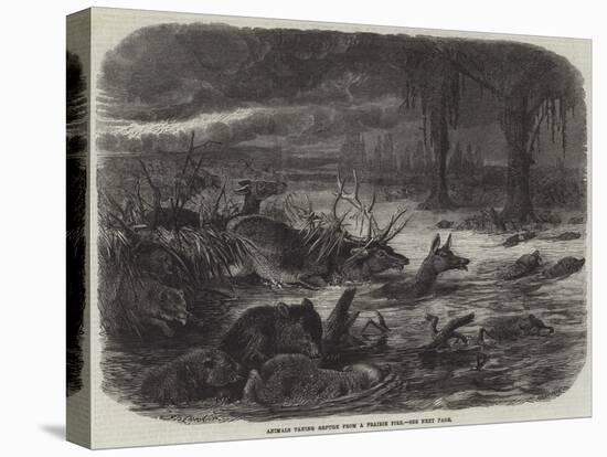 Animals Taking Refuge from a Prairie Fire-Johann Baptist Zwecker-Stretched Canvas