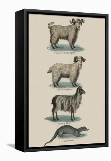 Animals-null-Framed Stretched Canvas