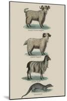 Animals-null-Mounted Art Print