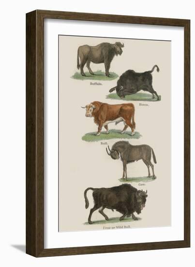 Animals-null-Framed Art Print