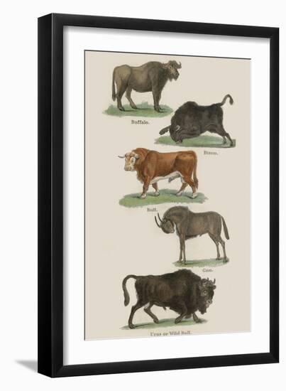 Animals-null-Framed Art Print