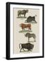 Animals-null-Framed Art Print